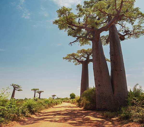 destination madagascar