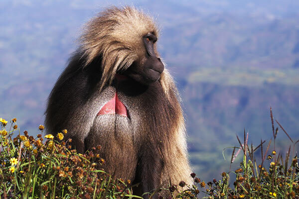 ethiopia image gallery 9