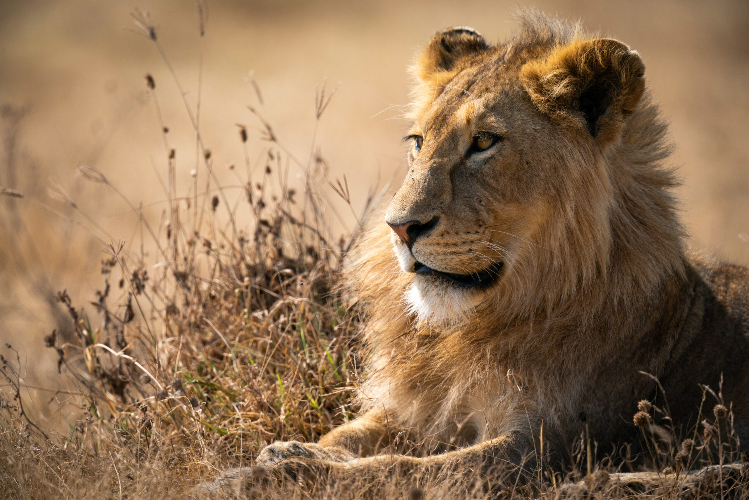 lion