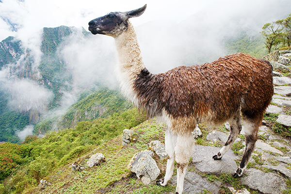 machu picchu image gallery 5