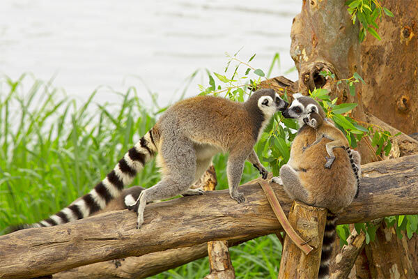 madagascar image gallery 1