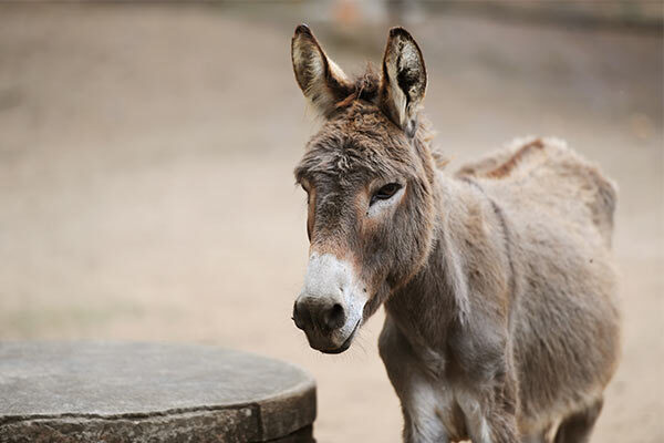 madagascar image gallery 10