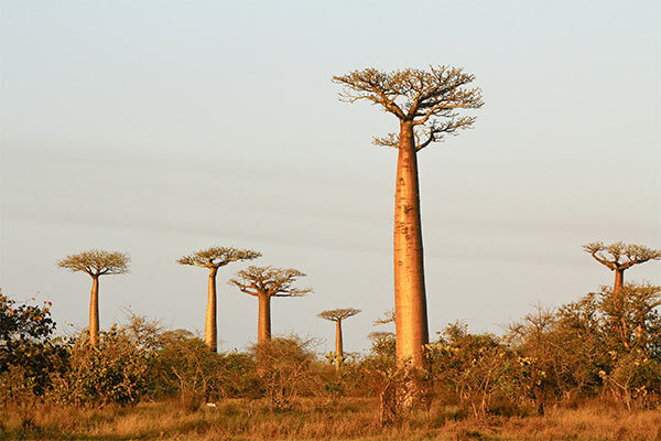 madagascar image gallery 12