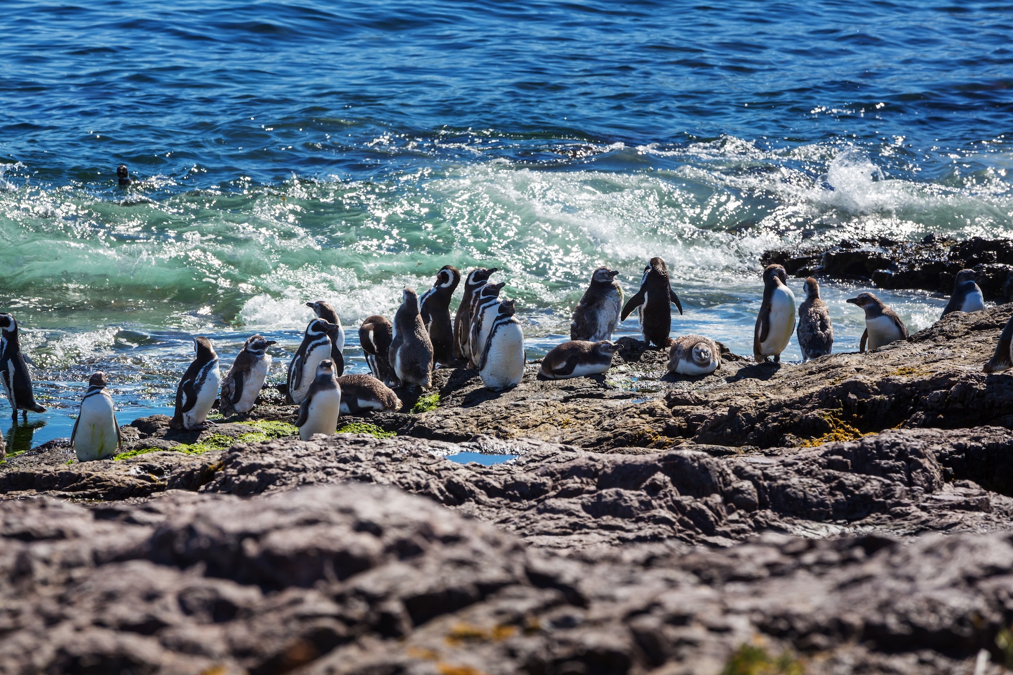 penguin