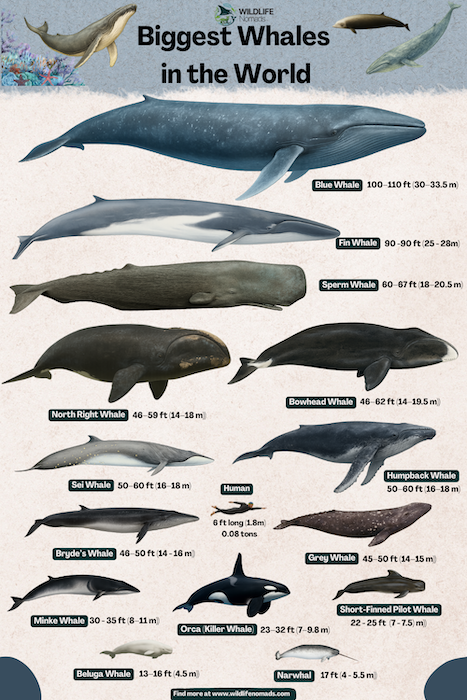 biggest whales infographic 1