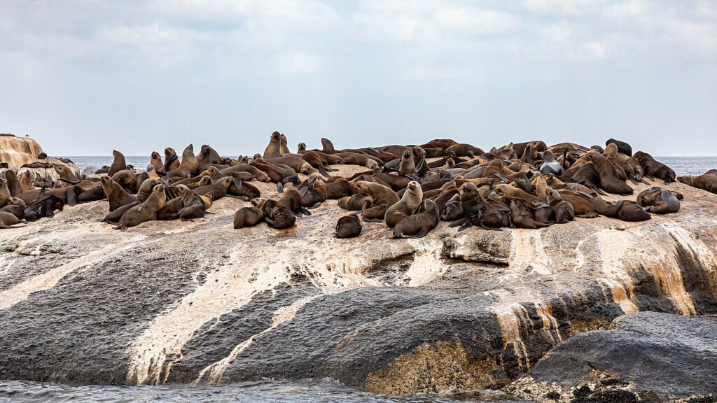 hout bay (za), duiker island 2024 3158