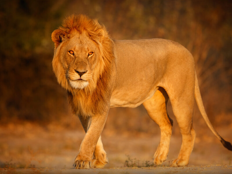 african lion portrait warm light