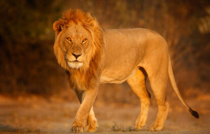 african lion portrait warm light