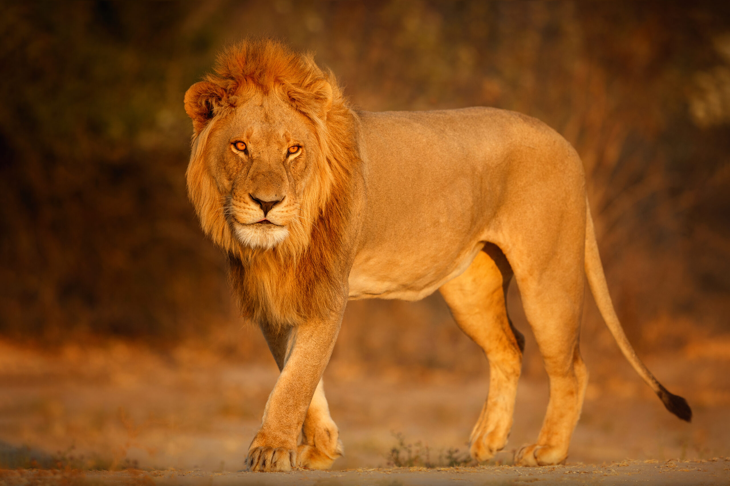 african lion portrait warm light