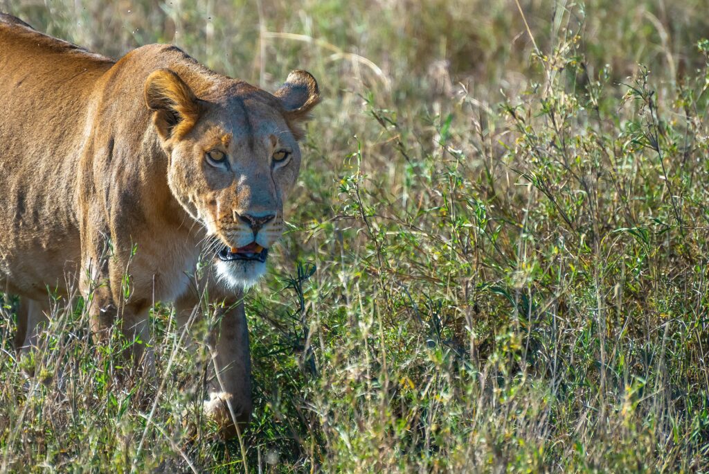 Angry Female Lion Looking Prey Grass Field Wilderness 1 1024x684