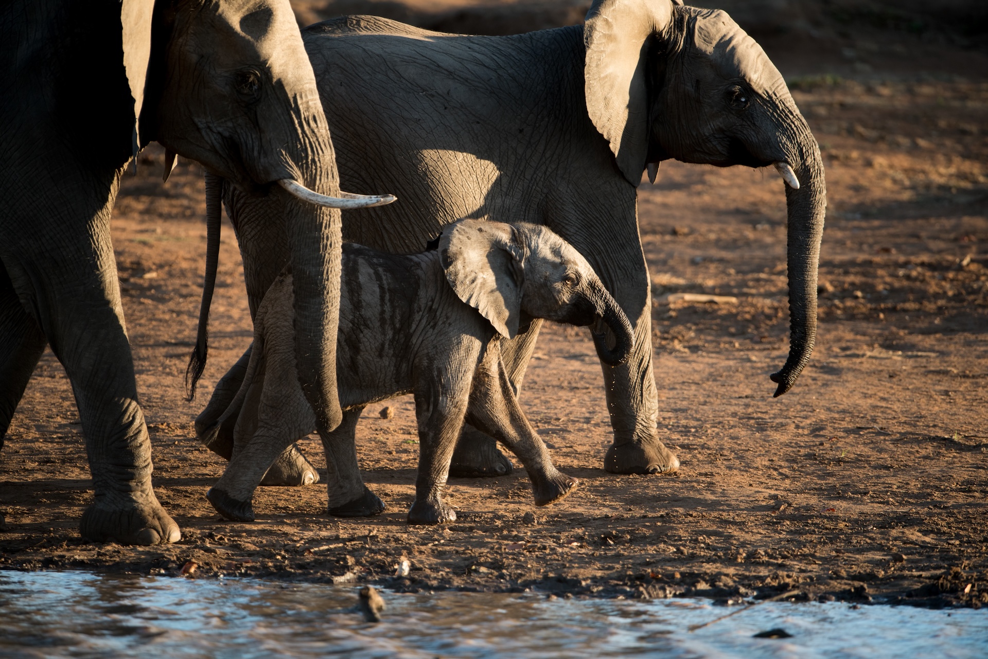 a beautiful shot of an african baby elephant walking with the herd