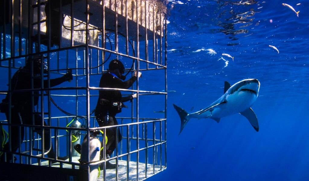 great white shark cage diving