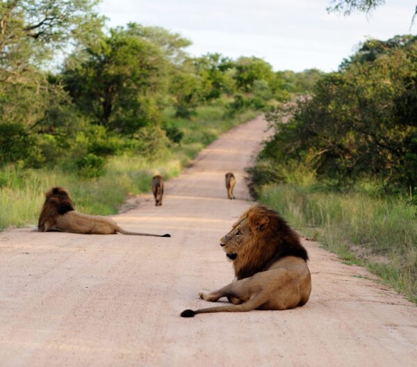group of magnificent lions on a gravel road surrounded by grassy fields and trees