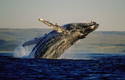 hermanus whale