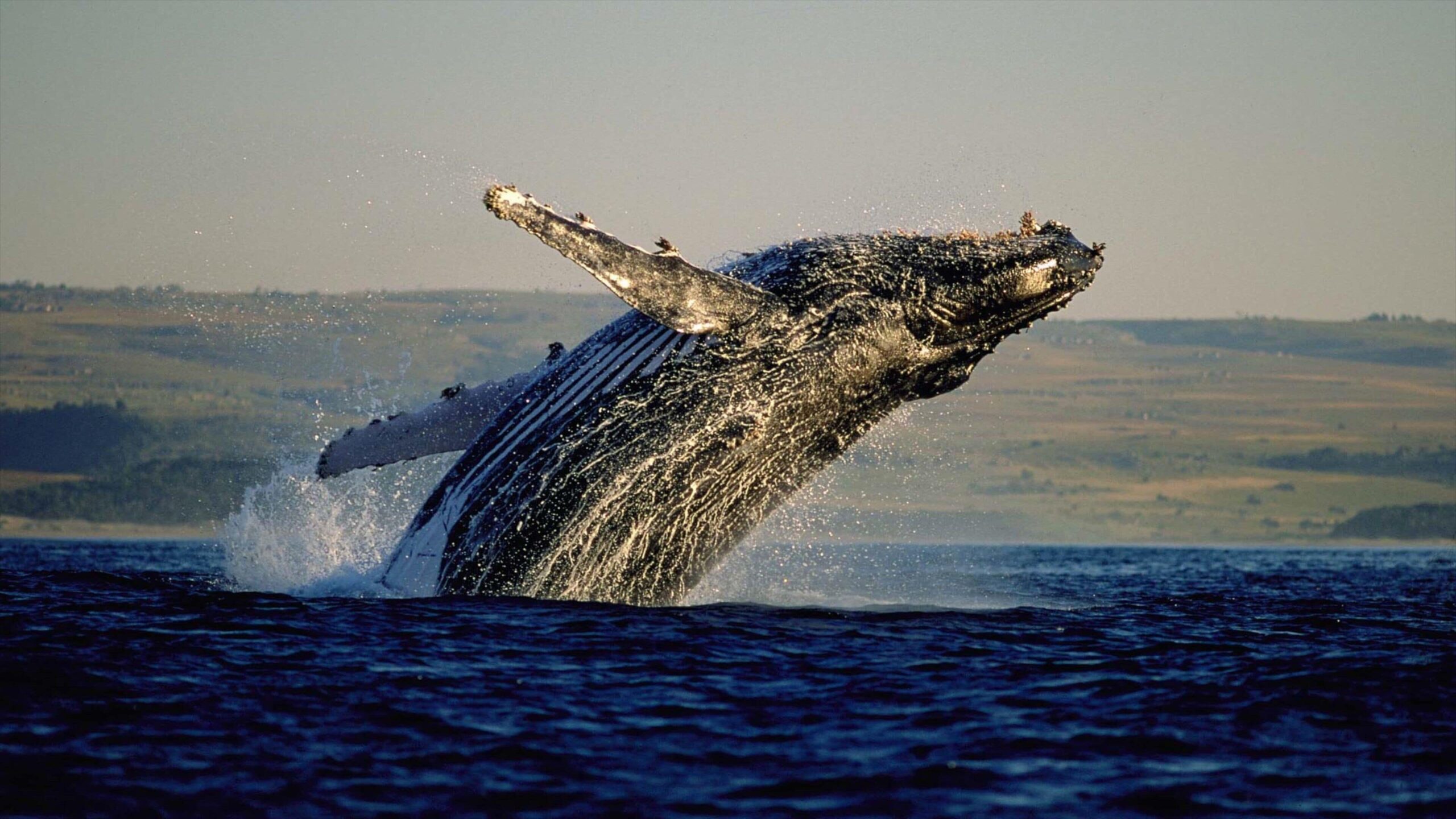 hermanus whale