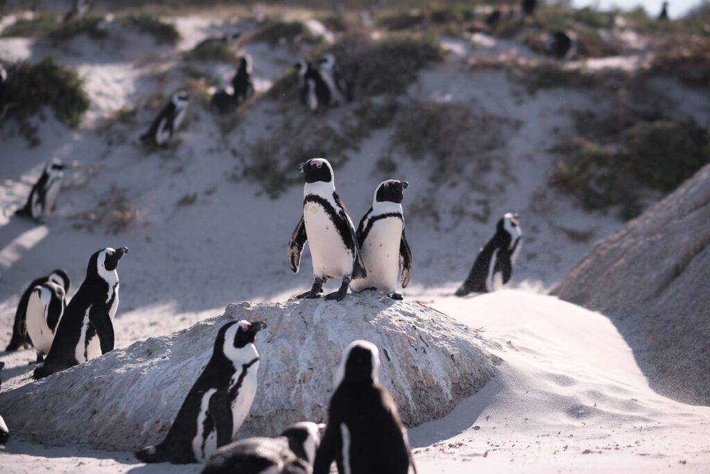 penguns boulders beach cape town simons town