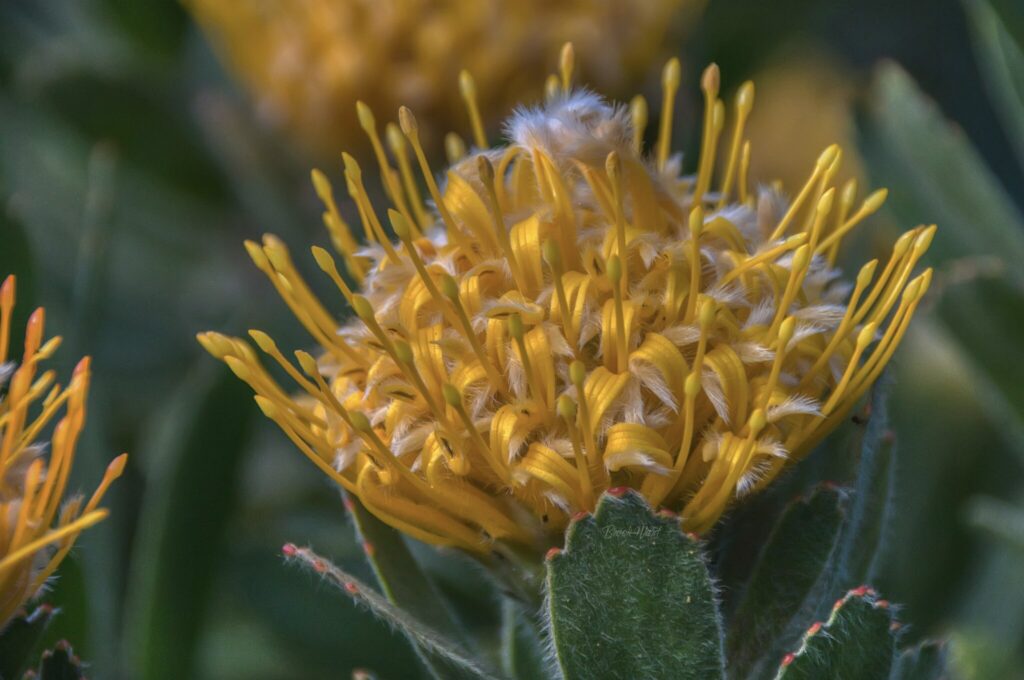 protea