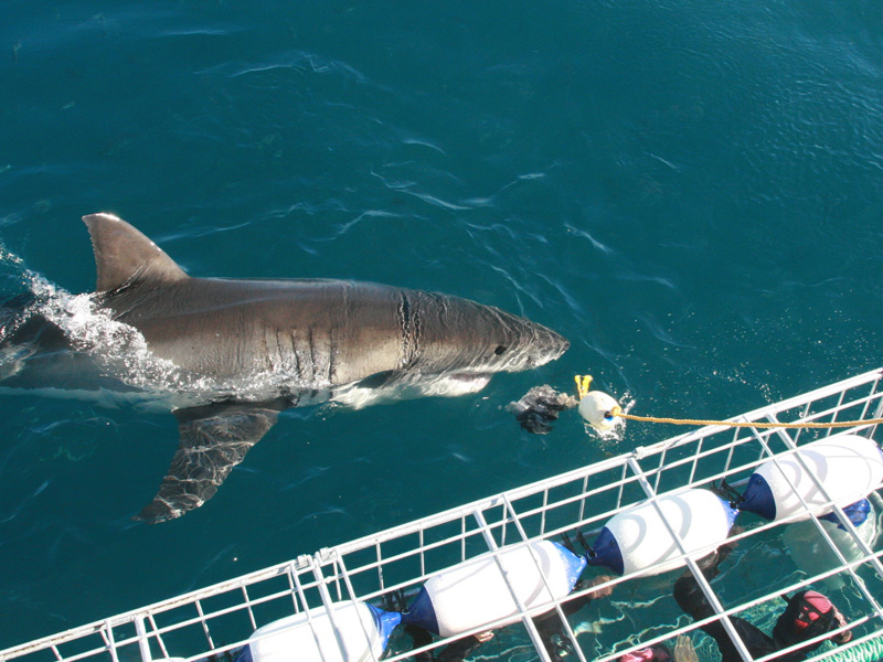shark cage diving wathcing