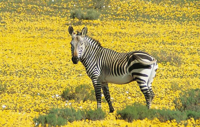west coast national park zebra 786x500