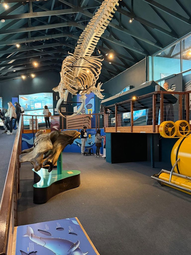 The Whale House in Hermanus: A Fascinating Journey into the World of Whales hermanus2026 09 16 at 21.00.31 (2)